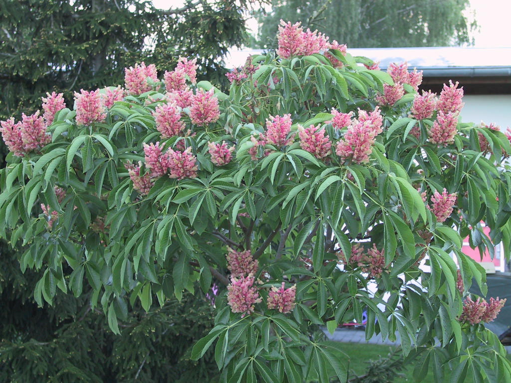 Aesculus pavia Koehnei 04.jpg
